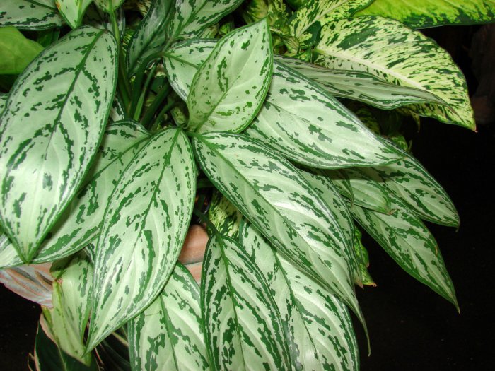 The Chinese evergreen plant removes toxins from the air, helping to purify it. (Photo courtesy of Forest and Kim Starr)